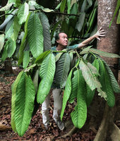 Patrick Blanc among the huge leaves of Garcinia nervosa, Botanic Gardens, Singapore, March 2019