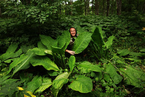 Patrick Blanc among the huge leaves of Lysichiton camtschatcensis,Tokachi, Hokkaido, Japan, July 2015