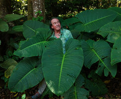 Patrick Blanc among the huge leaves of Nabalu (syn. Schismatoglottis) corneri, Poring, 400 m asl, Kinabalu NP, Sabah, Borneo, July 2022