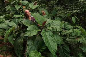 Patrick Blanc among the huge leaves of Poikilospermum suaveolens, Fraser&#039;s Hill, Malaysia, Aug. 2018