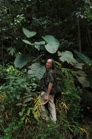 Patrick Blanc among the huge leaves of Rhaphidophora megaphylla, Doi Inthanon NP, 800 m asl, Thailand, Nov. 2018
