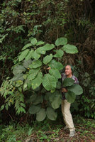 Patrick Blanc among the huge leaves of Schefflera cf. latifoliolata, Fraser&#039;s Hill, Malaysia, Aug. 2018