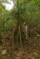 Patrick Blanc among the huge spiny stilt roots of Socratea exorrhiza, Lagos de Menegua, Puerto Lopez, Meta, Colombia, Oct. 2016