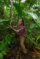 Patrick Blanc among the leaves and the bright orange fruits of Heliconia papuana, Madang, Papua New Guinea, March 2016