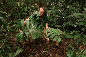 Patrick Blanc among the leaves of Cercestis camerunensis, Campo, Cameroon, March 2018