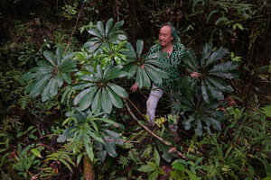 Patrick Blanc among the leaves of Heptapleurum littoreum, Manusela NP, 800 m asl, Seram, Moluccas, April 2024