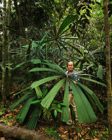 Patrick Blanc among the leaves of Licuala ferruginea, Mac Ritchie, Singapore, March 2019