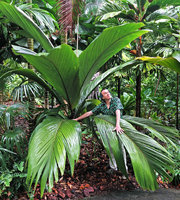 Patrick Blanc among the leaves of Pelagodoxa henryana, Botanic Gardens, Singapore, Nov. 2019