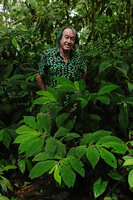 Patrick Blanc among the long lateral plagiotropic branches of Piper appendiculatum with bullate leaves Mashpi FR, Pichincha, Ecuador, Aug. 2021
