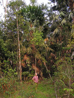 Patrick Blanc among the palm Livistona saribus in peat swamp forest, Perak, Malaysia, June 2015