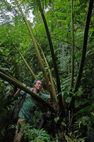 Patrick Blanc among the petioles of the huge Angiopteris microura fronds, Imbu Rano, Kolombangara, Solomon Islands