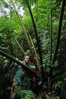 Patrick Blanc among the petioles of the huge fern Angiopteris microura, Imbu Rano, Kolombangara, Solomon Islands, Sept. 2019