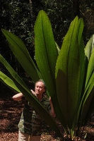 Patrick Blanc among the plicate leaves of Johannesteijsmannia lanceolata planted at Bukit Panchor, Penang, Malaysia, Feb. 2019