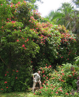 Patrick Blanc among the red calycophylls of the high climbing Mussaenda erythrophylla, Xishuangbanna Tropical Botanical Garden, China, June 2016