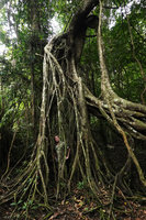 Patrick Blanc among the roots of a Ficus, Cat Tien NP, Vietnam, Nov. 2019