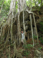Patrick Blanc among the roots of a Ficus growing on a limestone boulder, Xishuangbanna, China, June 2016