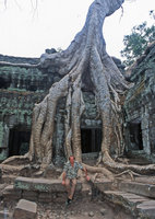 Patrick Blanc among the roots of Tetrameles nudiflora, Ta Prohm, Cambodia, Dec. 2004
