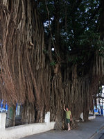 Patrick Blanc among the root system of Ficus benghalensis, Cienfuegos, Cuba, Feb. 2017