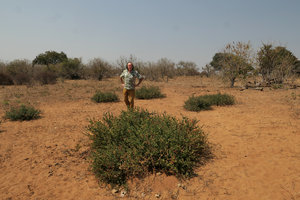Patrick Blanc among the spiny prostrate red flowerd shrubs, Kalaharia uncinata, Chobe NP, Botswana, Sept. 2017