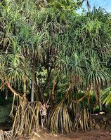 Patrick Blanc among the stilt roots of a female individual of Pandanus odorifer, Tangalle, Sri lanka, Nov. 2024