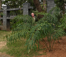 Patrick Blanc among the tripinnate fronds of Cycas debaoensis, Fairy Lake Botanical Garden, Shenzhen, China, Feb.2019