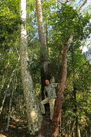 Patrick Blanc among the trunks of a Conifer, Pinus caribaea, a Monocot, Roystonea regia and a Dicot, Bursera simaruba, Las Terrazas, Cuba, Feb. 2017