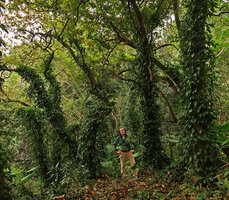 Patrick Blanc among tree trunks covered by Piper hancei, an inspiration from Nature for the entrance hall at Changi T 2, Shenzhen, China, Feb. 2018