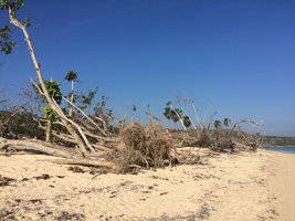 Patrick Blanc among uprooted and broken trees due to Matthew hurricane five months before, in october 2016, Baracoa, Cuba, Feb. 2017