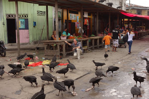 Patrick Blanc among urubus at the market, Iquitos, Peru, Aug 2014