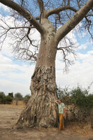 Patrick Blanc and a baobab, Adansonia digitata whose bark and sapwood have been repeatidly peeled and eaten by elephants, South Luangwa NP, Zambia, Sept. 2017