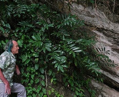 Patrick Blanc and a big clump of Zamioculcas zamiifolia anchored in a rock fissure, Kimboza FR, Uluguru, Tanzania, Jan.2021