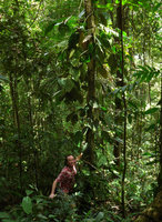 Patrick Blanc and the big leaved climbing Piper decumanum, Madang, Papua New Guinea, March 2016
