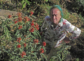 Patrick Blanc and Acanthus sennii, a  narrow leaved much branched form, Addis Zemen, Amhara, Ethiopia, Jan. 2019