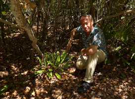 Patrick Blanc and a clump of the invasive terrestrial African Orchid, Oeceoclades maculata, Islamorada Key, Florida, July 2016