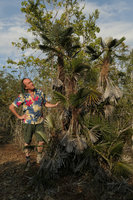 Patrick Blanc and a Coccothrinax garciae clump on serpentine rocks, Holguin, Cuba, Feb.2017