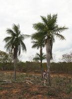 Patrick Blanc and Acrocomia crispa, Cienfuegos, Cuba, Feb.2017