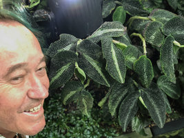 Patrick Blanc and a densely bullate leaved Elatostema at Gardens by the Bay, Singapore, Sept. 2019