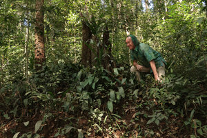 Patrick Blanc and a dense population of Aspidistra sutepensis, Doi Suthep NP, Thailand, Nov. 2018