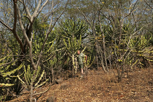 Patrick Blanc and a dense population of Euphorbia cooperi, Mumbo Island, Lake Malawi NP, Aug. 2017