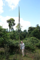 Patrick Blanc and a flowering Lobelia giberroa in a recently deforested area, Harenna forest 2300 m asl, Bale NP, Ethiopia, Jan. 2019
