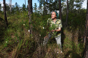 Patrick Blanc and a flowering population of Dalechampia schippii, Mountain Pine Ridge Reserve, Belize, Jan. 2020