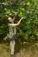 Patrick Blanc and a flowering shrubby Clusia lanceolata, Lagos de Menegua, Puerto Lopez, Meta, Colombia, Oct. 2016
