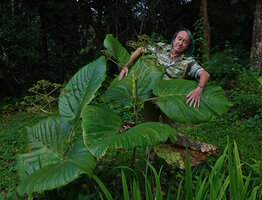 Patrick Blanc and a flowering specimen of Leea macrophylla, Lod Cave, Mae Hong Son, Thailand, Oct. 2023