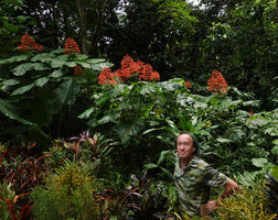 Patrick Blanc and a flowering stand of Clerodendrum paniculatum in a jungle garden, just outside Khao Sok NP, Thailand, June 2019