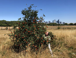 Patrick Blanc and a fruiting Sorbus aucuparia, Bois de Boulogne, Paris, Aug. 2020