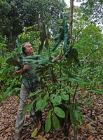 Patrick Blanc and a huge Alocasia cf. princeps, the leaf reaching 2,30 m in total length, Sukau, Kinabatangan, Sabah, Borneo, July 2022
