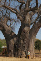 Patrick Blanc and a huge baobab, Adansonia digitata, Salima, Malawi, Aug. 2017