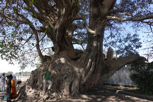 Patrick Blanc and a huge Ficus vasta, Hawassa, Ethiopia, Jan. 2019