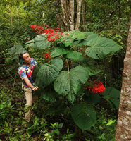 Patrick Blanc and a huge leaved form of Clerodendrum japonicum, Mae Surin NP, Thailand, Oct. 2023