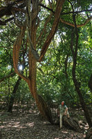 Patrick Blanc and a huge liana, Nech Sar NP, Arba Minch, Ethiopia, Jan. 2019